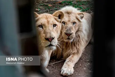 شیرهای سفید پارک چمران به دنیا آمدند