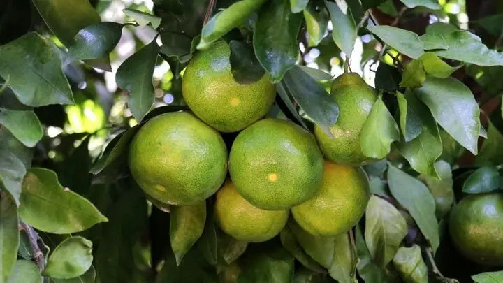 این نارنگی‌ها را نخرید و نخورید