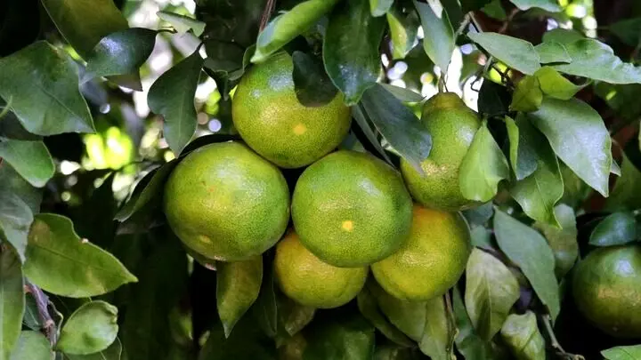این نارنگی‌ها را نخرید و نخورید