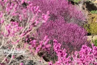 دره ارغوان