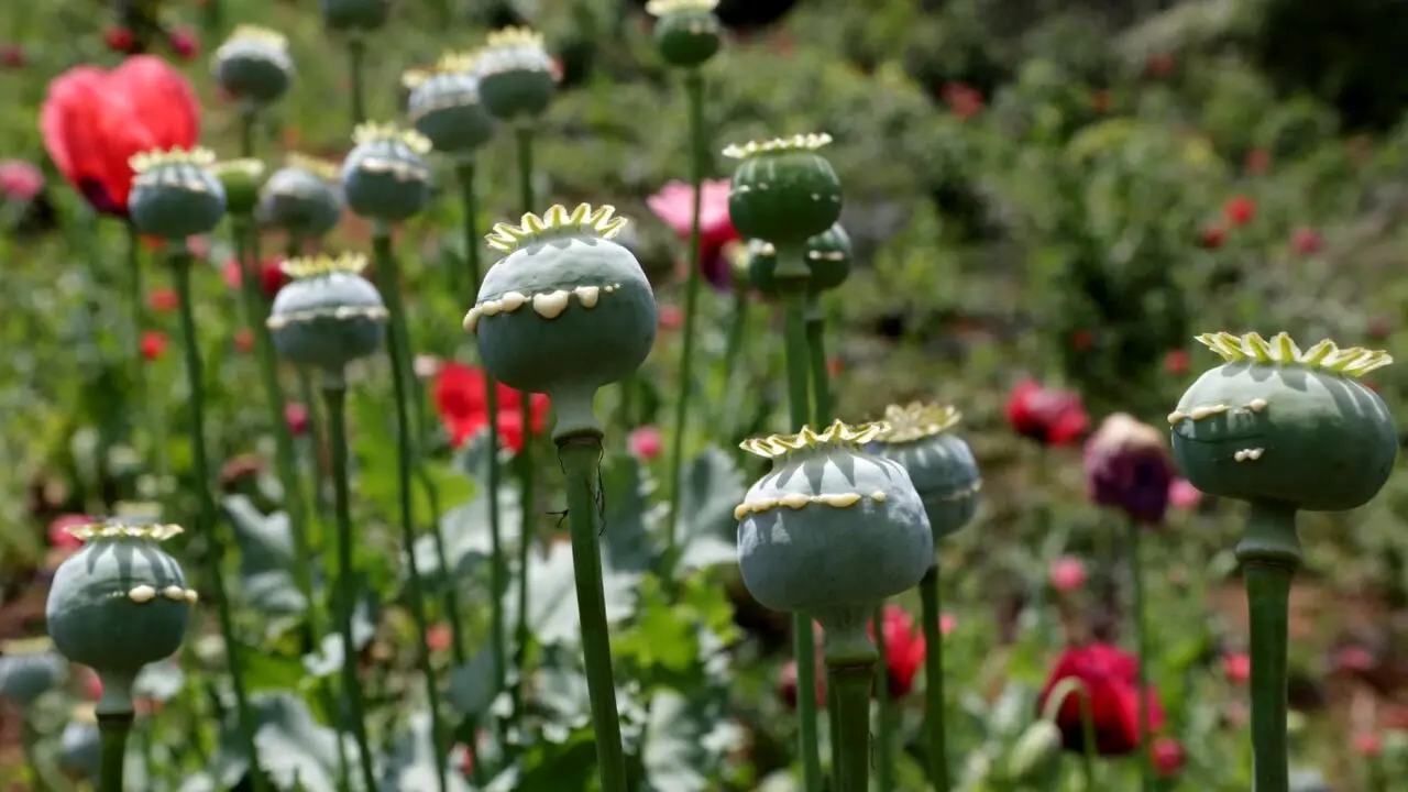 کشت خشخاش آزاد می‌شود؟