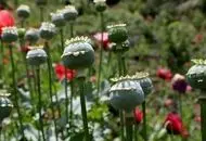 کشت خشخاش آزاد می‌شود؟