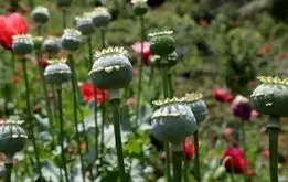 کشت خشخاش آزاد می‌شود؟