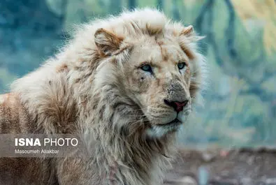 شیرهای سفید پارک چمران به دنیا آمدند