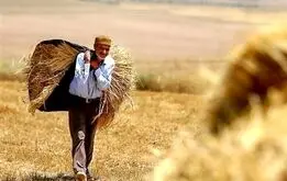 گندمکاران بخوانند ، قیمت خرید تضمینی گندم دوبرابر می شود