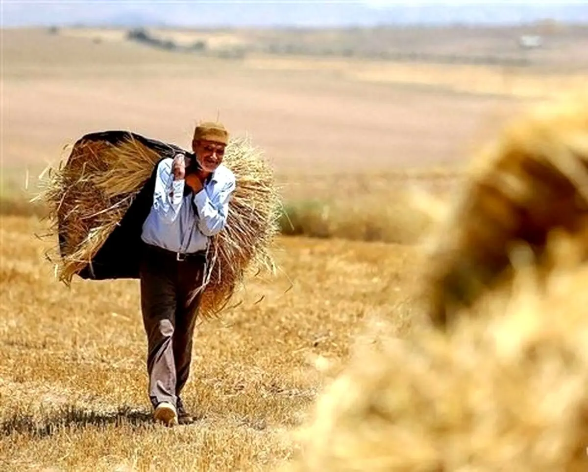 گندمکاران بخوانند ، قیمت خرید تضمینی گندم دوبرابر می شود