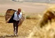 باقی مانده مطالبات گندمکاران کی پرداخت می‌شود؟