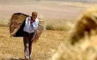 باقی مانده مطالبات گندمکاران کی پرداخت می‌شود؟