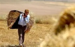 باقی مانده مطالبات گندمکاران کی پرداخت می‌شود؟