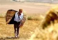 گندمکاران بخوانند ، قیمت خرید تضمینی گندم دوبرابر می شود