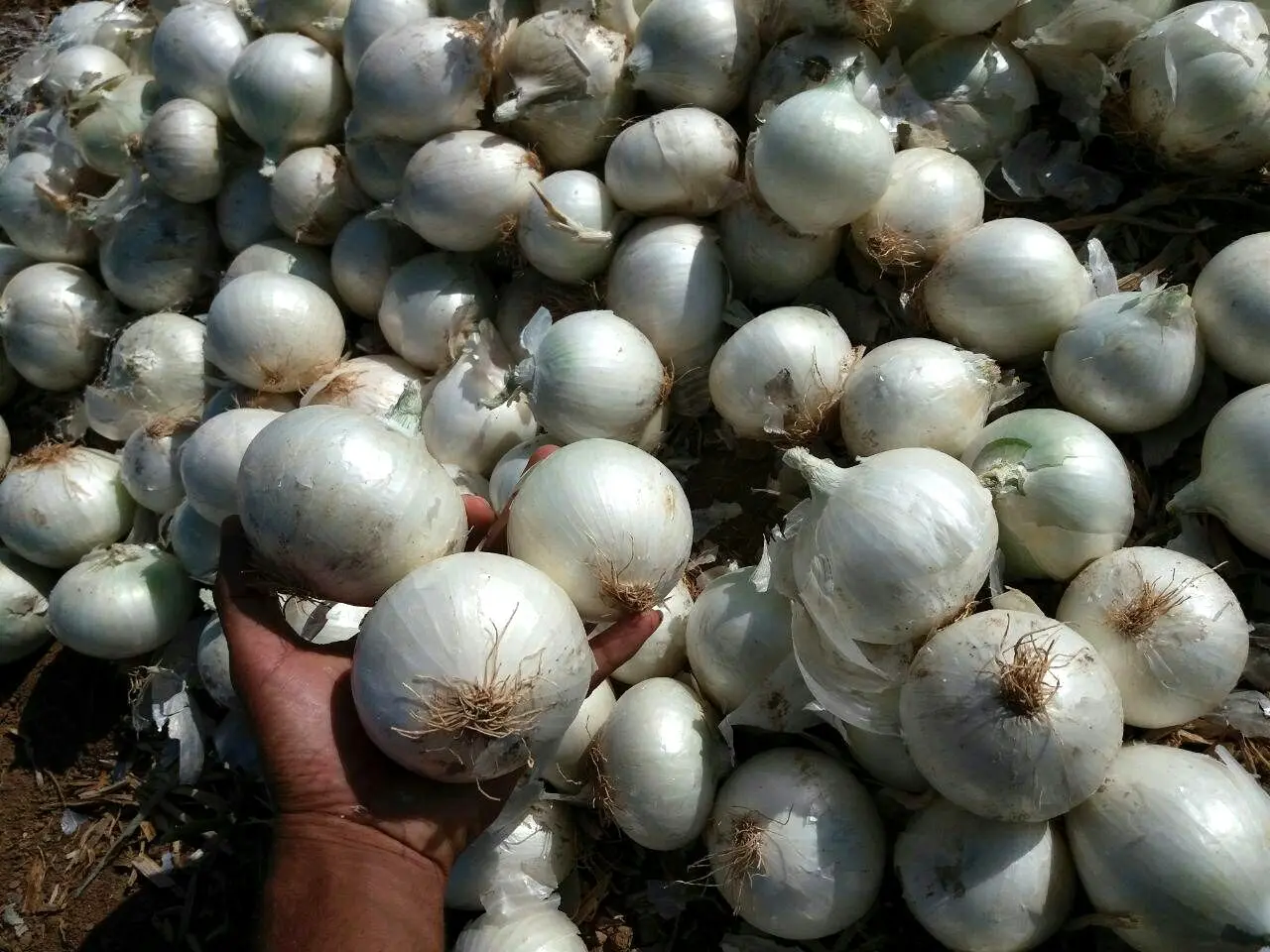 صادرات بی رویه، بلای جان قیمت پیاز شد