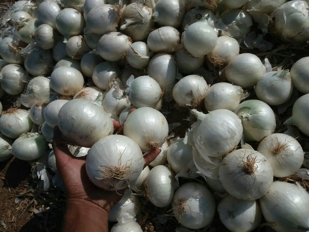 صادرات بی رویه، بلای جان قیمت پیاز شد