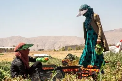  زنان کارگر در زمین‌های کشاورزی