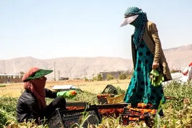  زنان کارگر در زمین‌های کشاورزی