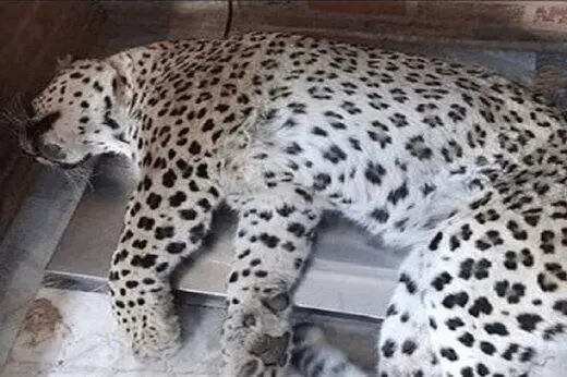 جزئیات حمله هولناک پلنگ در لالی

