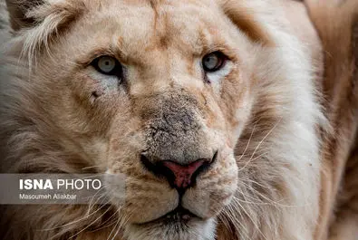 شیرهای سفید پارک چمران به دنیا آمدند