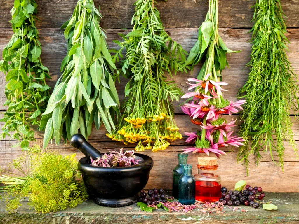 بهترین گیاهان دارویی برای زخم های گوارشی