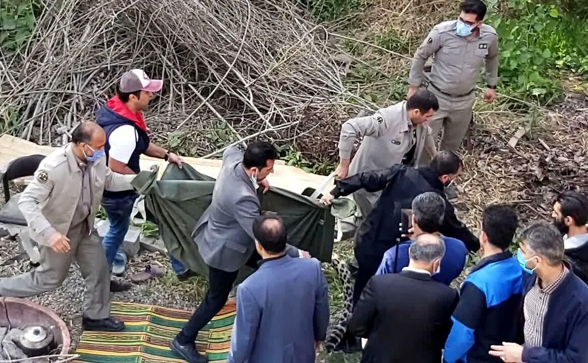 جزئیات جدید از پلنگ قائم‌شهر | پلنگ اهلی چگونه 2 مامور پلیس را زخمی کرد و شهر را به‌هم ریخت؟
