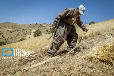 گندم گندمکاران قیمت گندم