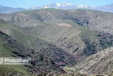 دره ارغوان