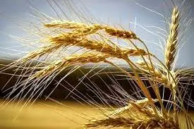 قیمت تضمینی خرید گندم مشخص شد