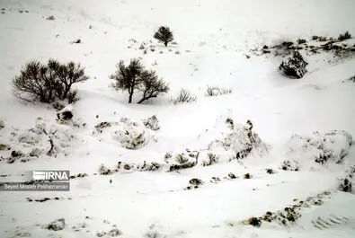 بارش برف کردستان