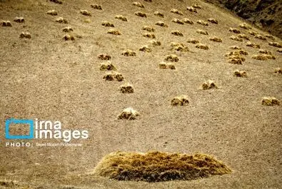 گندم گندمکاران قیمت گندم