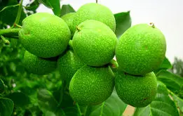 آخرین فرصت خرید نهال گردوی پیوندی اصلاح شده