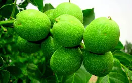 آخرین فرصت خرید نهال گردوی پیوندی اصلاح شده