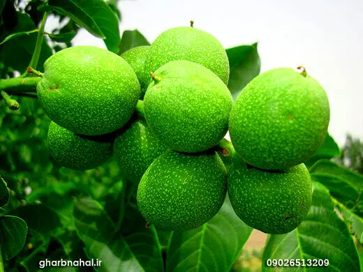 آخرین فرصت خرید نهال گردوی پیوندی اصلاح شده