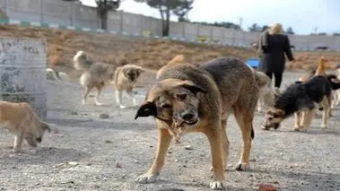 مرگ دلخراش کودک ۴ ساله با حمله سگ‌