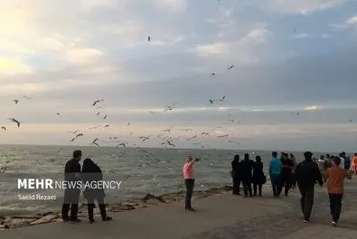 ساحل بوشهر