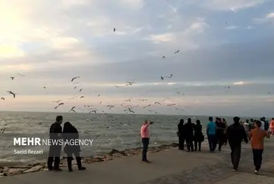 ساحل بوشهر
