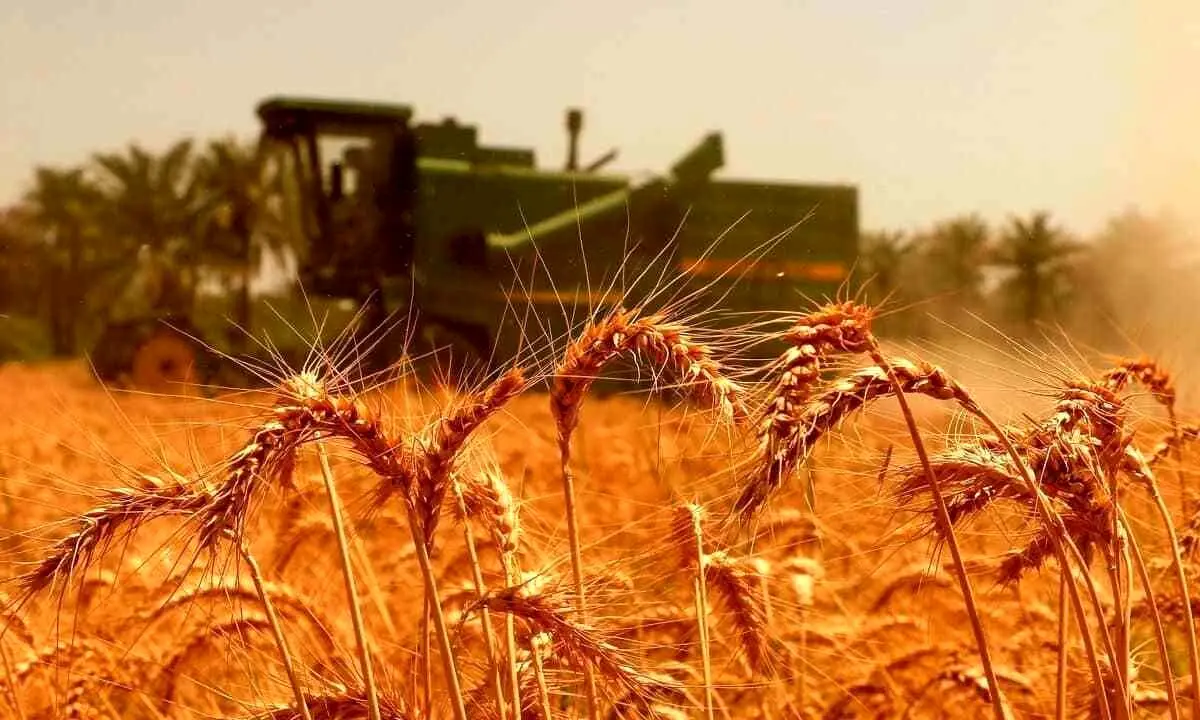 تعیین قیمت گندم به بن بست خورد،