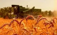 خبر خوش برای گندمکاران/اعلام قیمت گندم برای سال زراعی جدید

