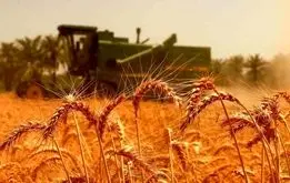 قیمت گندم اعلام شد