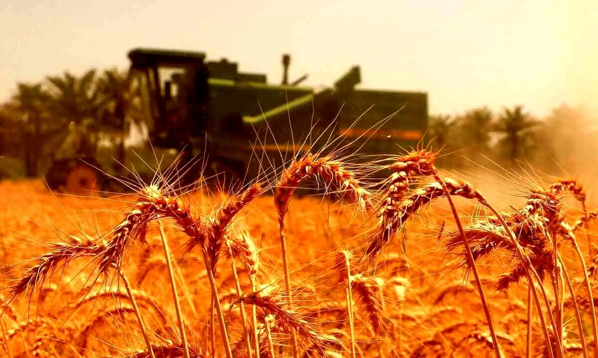 قیمت گندم اعلام شد