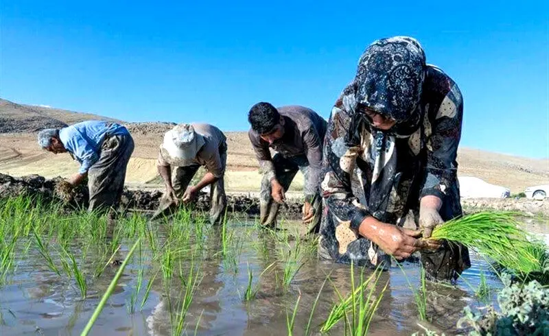 «تب شالیزار» جان یک کشاورز دیگر را هم گرفت