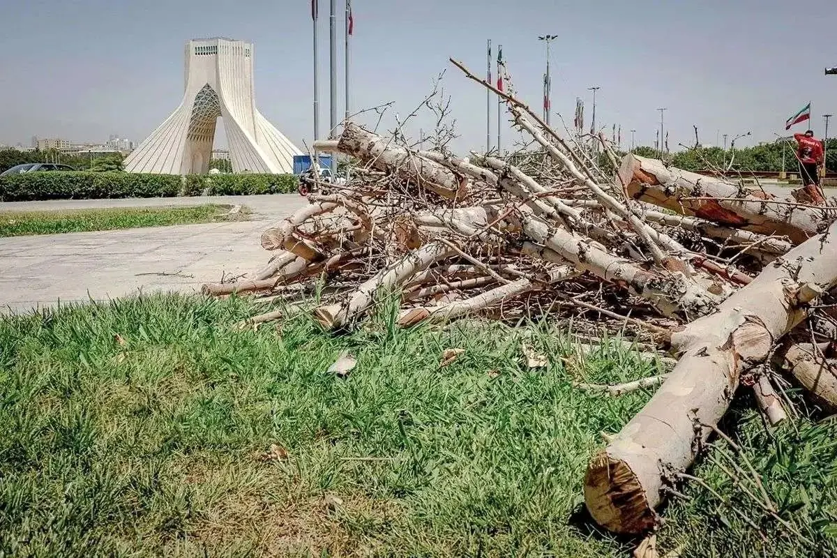پشت پرده قطع درختان میدان آزادی