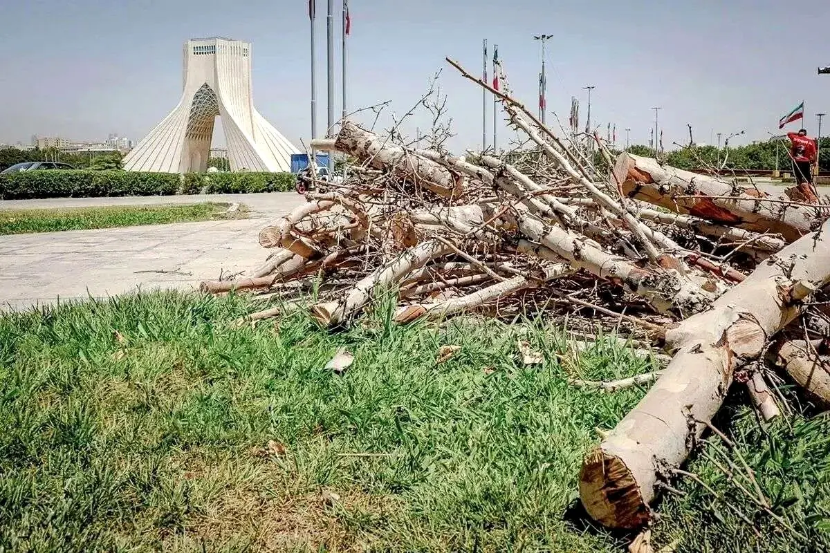 پشت پرده قطع درختان میدان آزادی