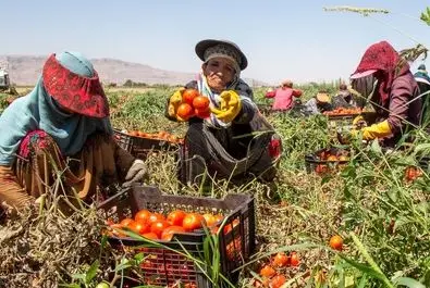  زنان کارگر در زمین‌های کشاورزی