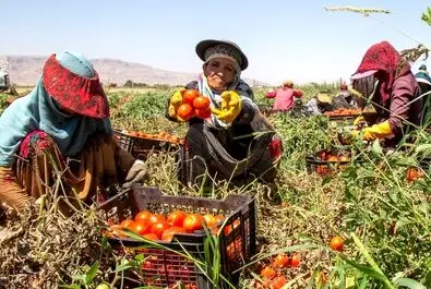  زنان کارگر در زمین‌های کشاورزی