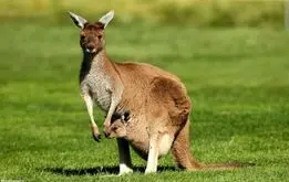 ورود عجیب کانگوروها به زمین فوتبال+فیلم