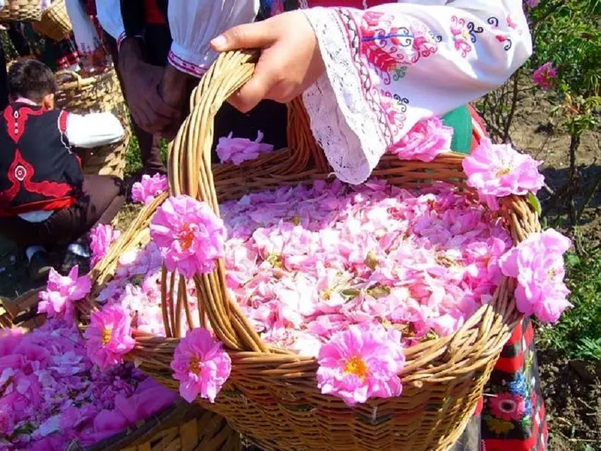 آشنایی با تاریخچه و فرایند گلابگیری در کاشان
