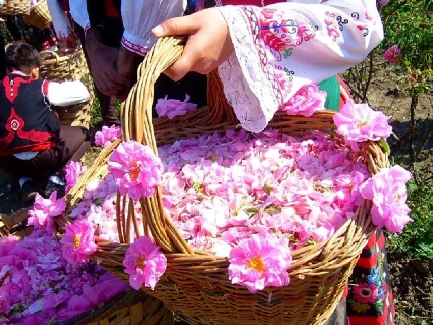 آشنایی با تاریخچه و فرایند گلابگیری در کاشان