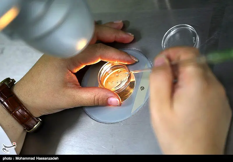 قیمت خرید و فروش آزادانه تخمک/ اهدای تخمک ناباروری ممنوع شد
