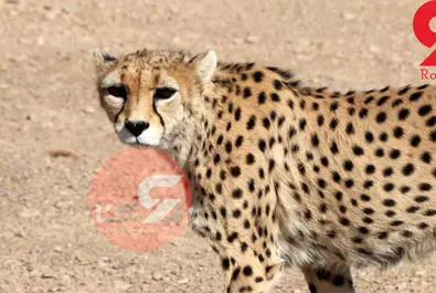 یوزپلنگ ایرانی  ایران خانم