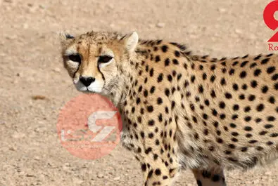 یوزپلنگ ایرانی  ایران خانم