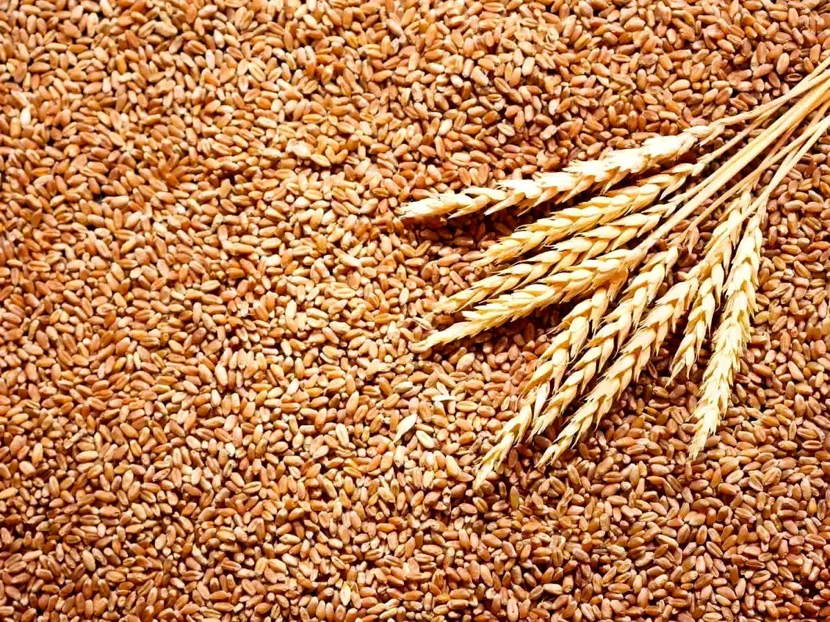 قیمت هر کیلو گندم اعلام شد