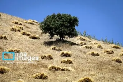 گندم گندمکاران قیمت گندم